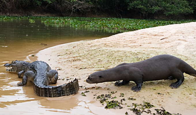 Giant otter: it attacks crocodiles, anacondas and even jaguars (10 photos)