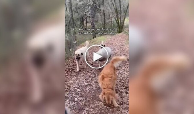 Барашек считает себя собакой