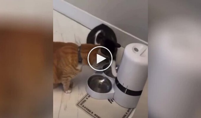 Automatic feeder provoked a quarrel between cats