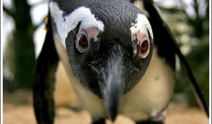 Всякие разные пингвины (26 фото)
