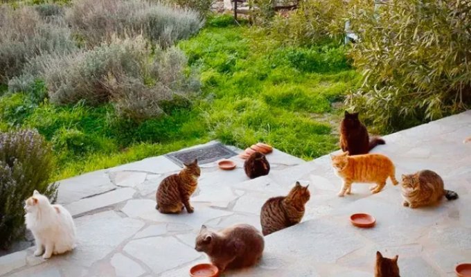 Dream Vacation: A Greek Orphanage on the Island of Syros is Seeking Volunteers to Care for Cats (4 photos)