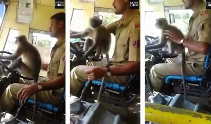 В Индии был заснят весёлый ролик с управлявшей автобусом обезьяной-водителем (2 фото + 1 видео)