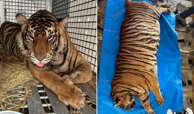 Тигра весом в 200 кг посадили на строгую диету (10 фото)