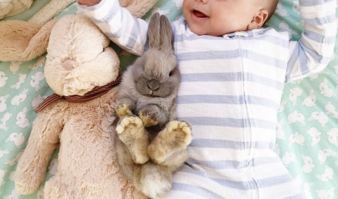 Малыш и кролики (16 фото)