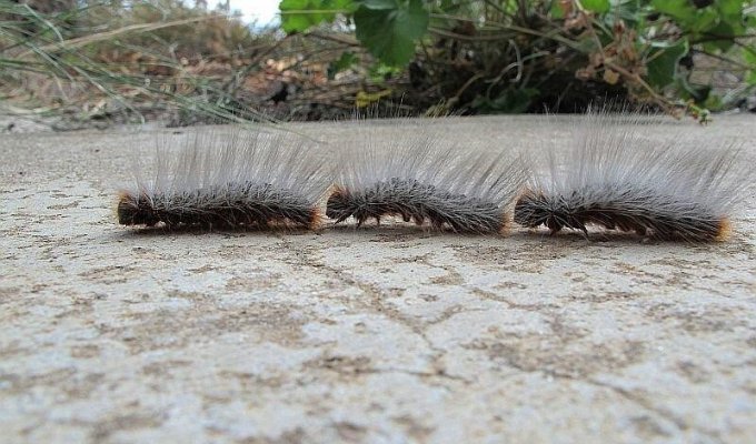 Походный шелкопряд: Ниточка, которую нельзя игнорировать. Зачем ядовитые гусеницы соединяются в длинный живой «поезд»? (7 фото)