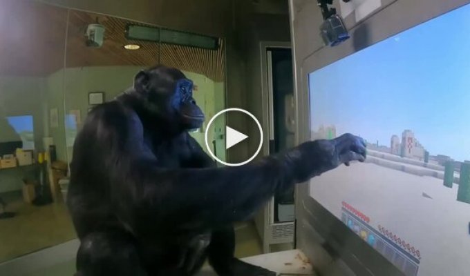 Шимпанзе Канзи, благодаря помощи блогера ChrisDaCow, научилась играть в Minecraft