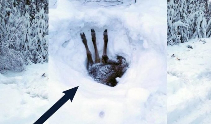 Водитель грузовика заметил торчащие ноги лося, который застрял в снегу (5 фото)