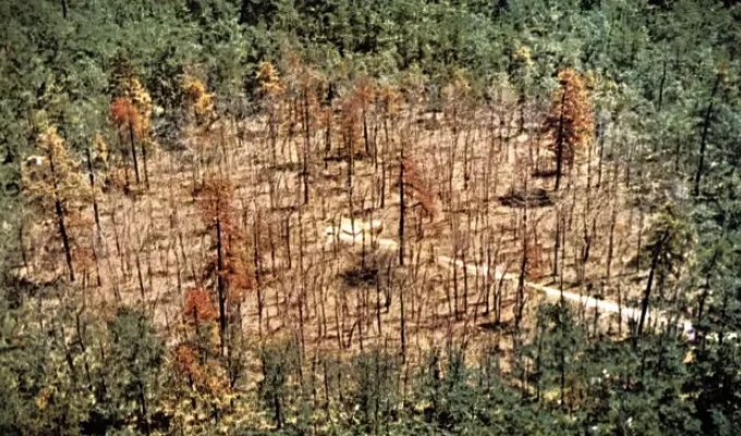 How did the experiment on irradiating forests with cesium-137 end in the USA⁠⁠ (7 photos)