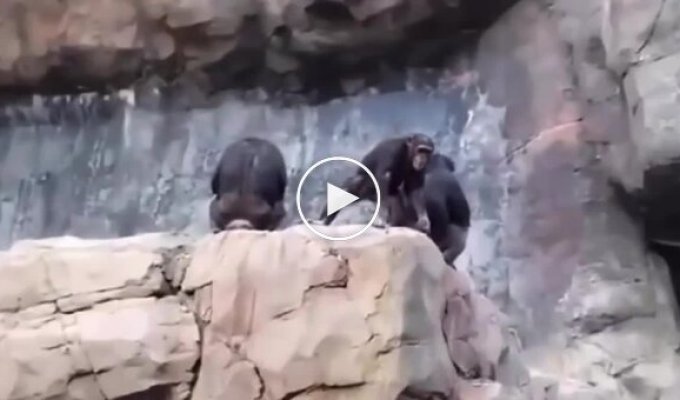 Cocky baby chimpanzee gets scolded by mom