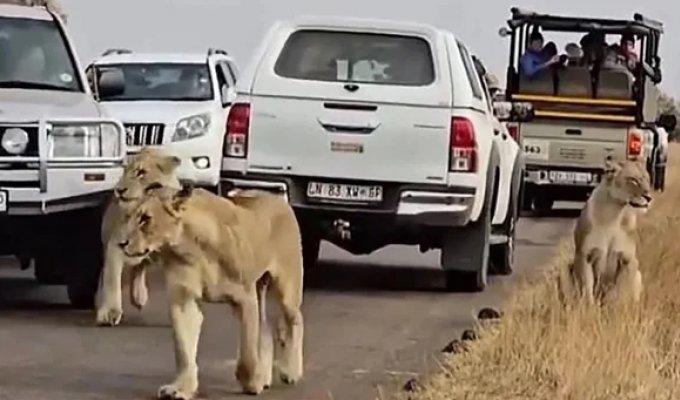 An impatient driver pushed a lioness in an African reserve (3 photos + 1 video)