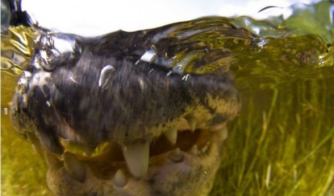 Крупным планом: американский аллигатор щёлкает зубами под водой (10 фото)