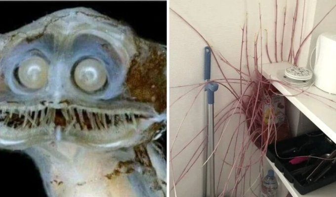 The world is not without creepy things: 14 cases when something scared the hell out of people (15 photos)