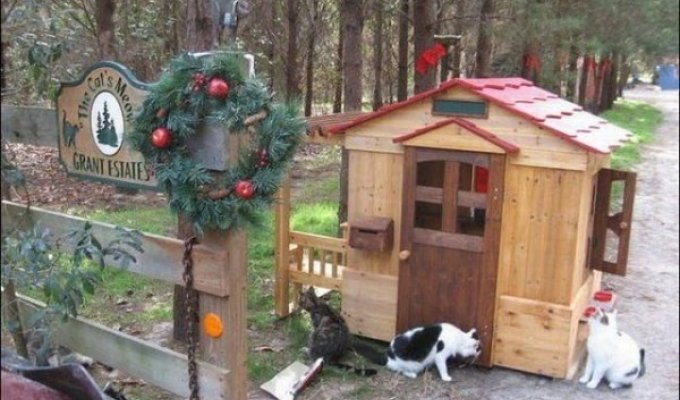 Человек построил приют для кошек