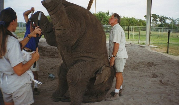 Как дрессируют слонов в цирке (24 фото)