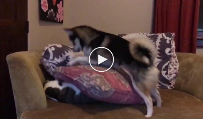 Well, get up. Husky tries to wake up the cat