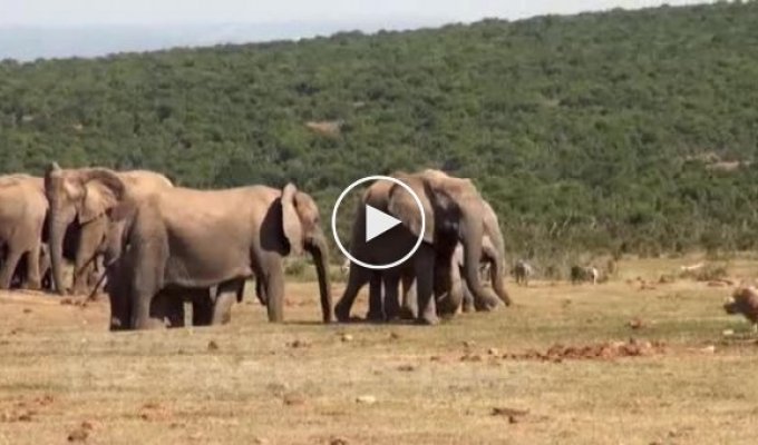 Слониха защищает детеныша