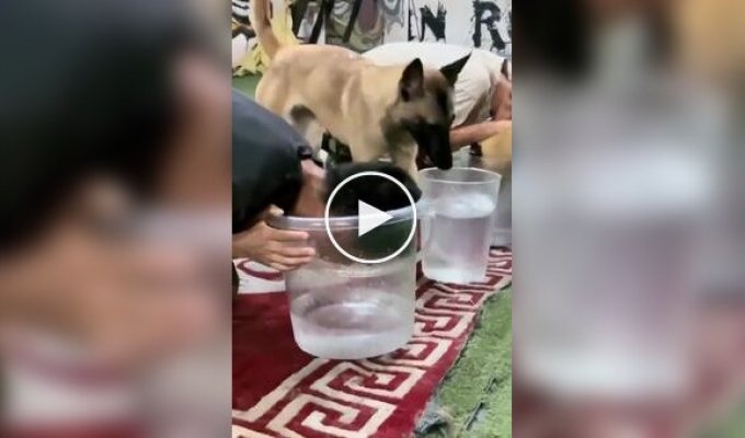 Собака поняла, что ее хозяин жульничает