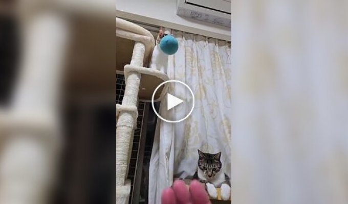 Коротко о скорости реакции кошек