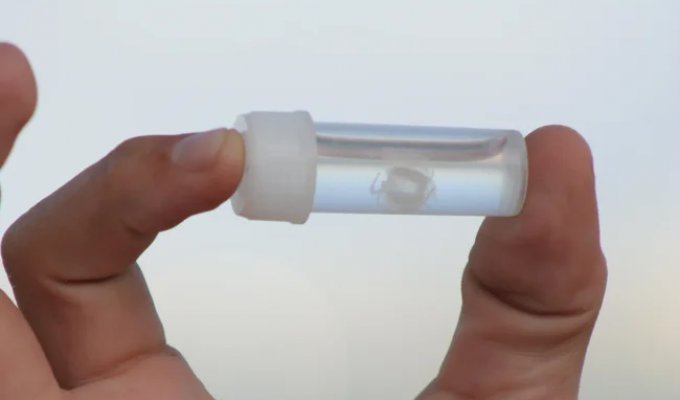 Медуза Ируканджи: её укус вызывает сумасшествие (8 фото)