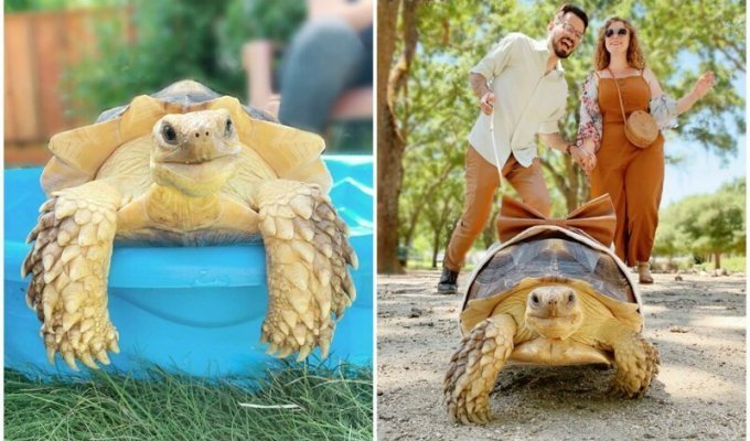 Стильная 9-килограммовая черепаха собирает лайки не хуже смешных котиков (20 фото)