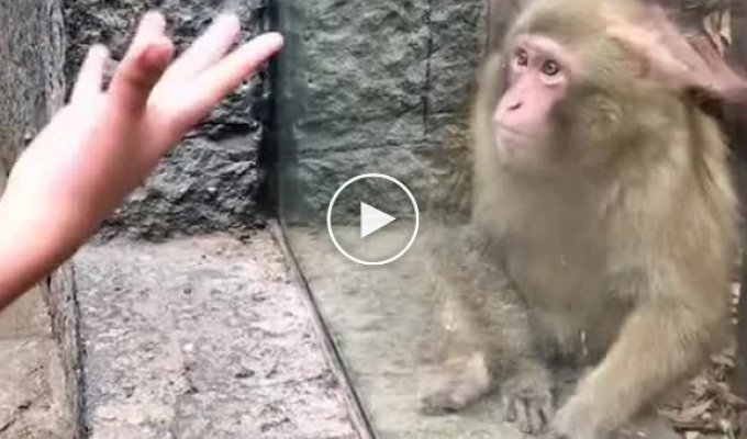 Забавная реакция обезьяны на фокус
