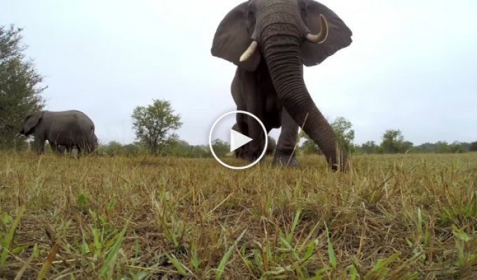 Слоны увидели камеру