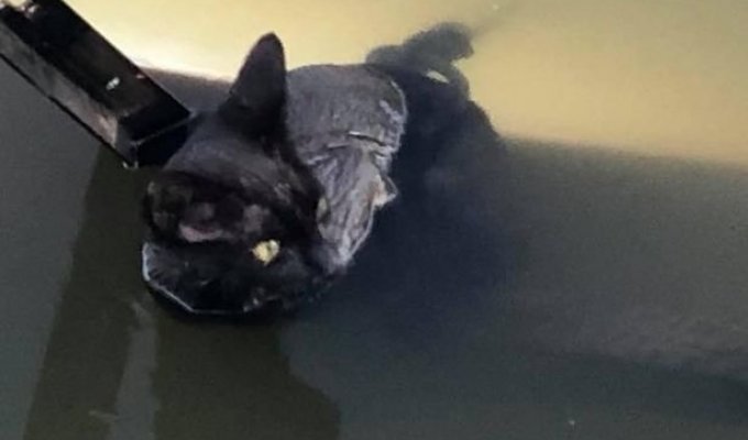 A girl pulled a cat out of the river with a circular saw tied to it (5 photos)