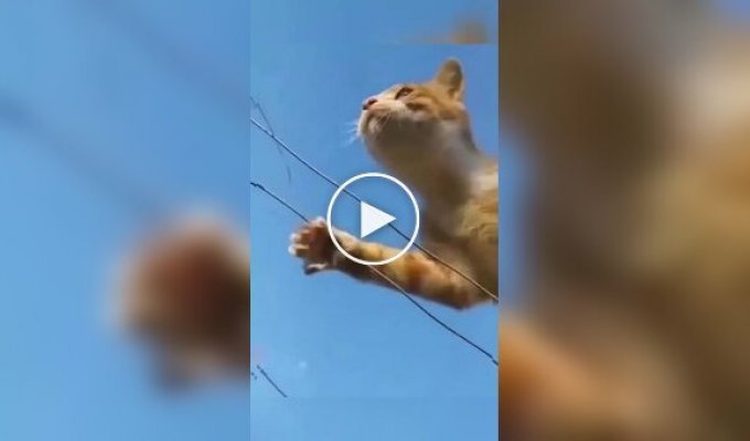 Каждый кот - это профессиональный шпион