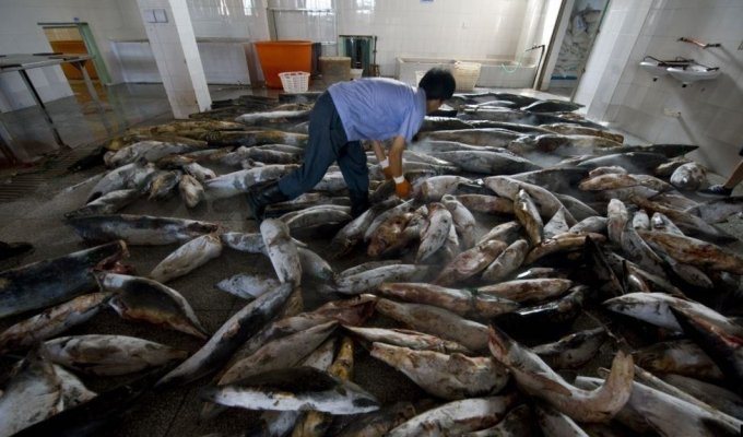 Поймать все живое. Рыболовецкий флот Китая уничтожает Мировой океан (8 фото + 3 видео)