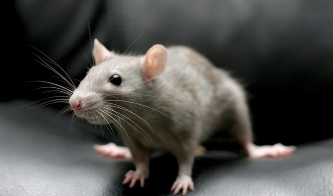 Серая крыса и интересные факты о ней (15 фото + 1 видео)