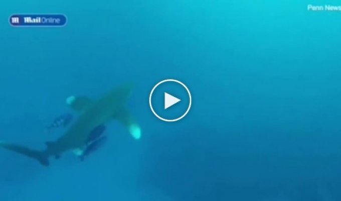 Одна з найнебезпечніших акул у світі напала на дайвера біля узбережжя Єгипту