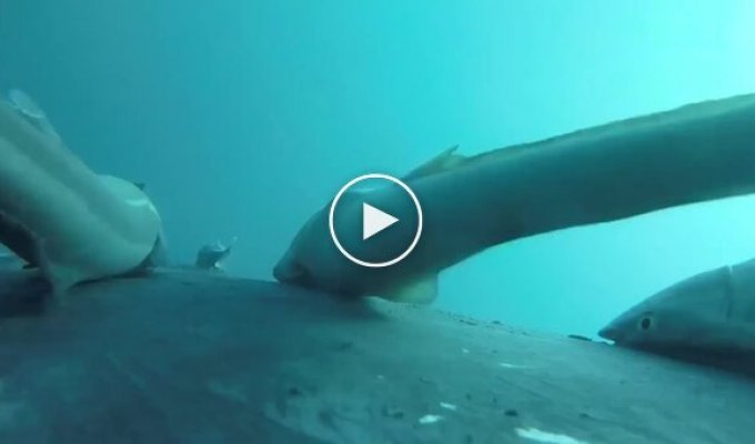Ученые засняли рыб-прилипал, катающихся на ките