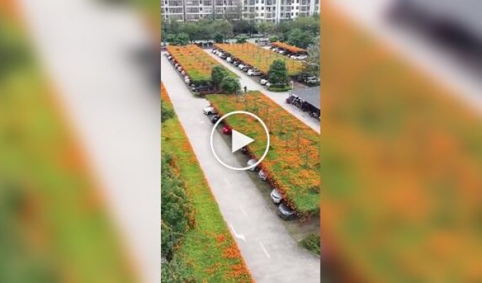 Parking lots with green roofs in China