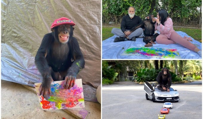 Шимпанзе, которого отвергла мать, становится интернет-сенсацией благодаря своим картинам за $1 000 (18 фото)