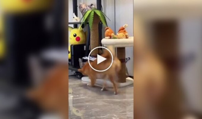 A cat started training to fight off a dog