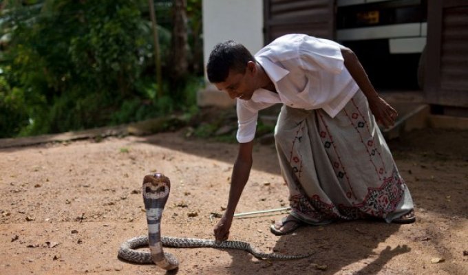 Укротитель змей, Шри-Ланка (27 фото)