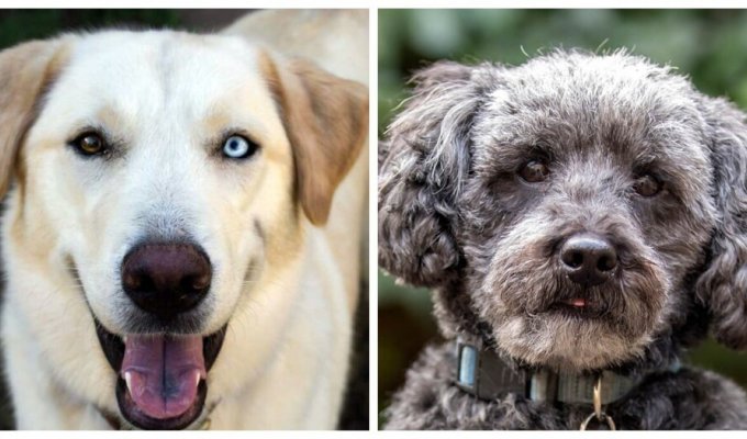 Non-standard doggies that were the result of crossing different breeds (11 photos)