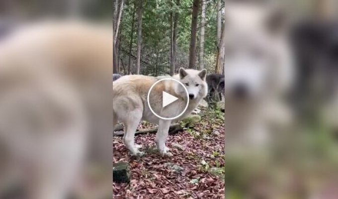 Вовки теж люблять дуріти