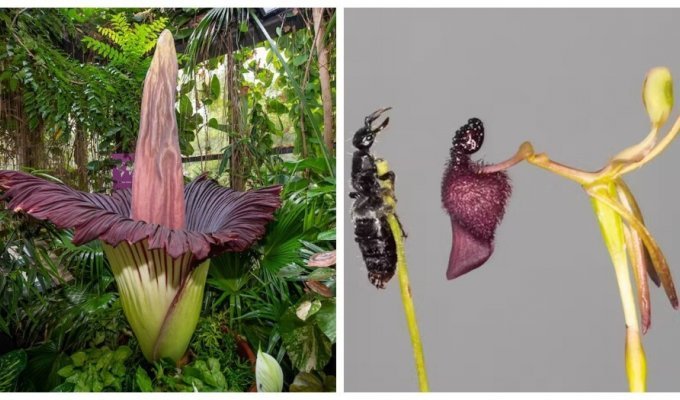 Plants that claim to be the most unusual in the world (8 photos)