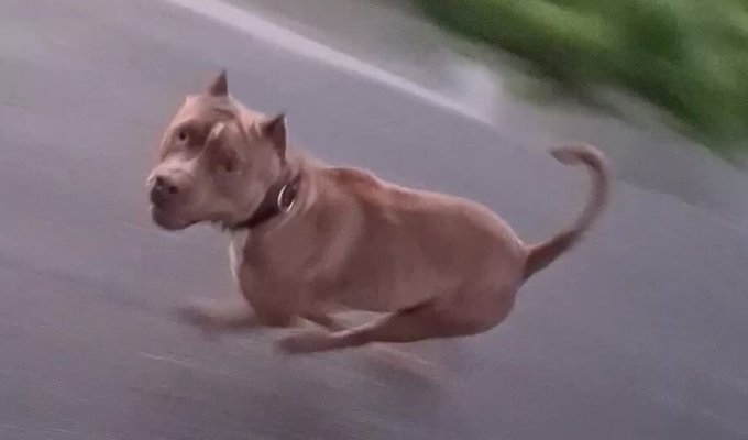 A cyclist miraculously escaped from two pit bulls chasing him on the highway (5 photos + 1 video)