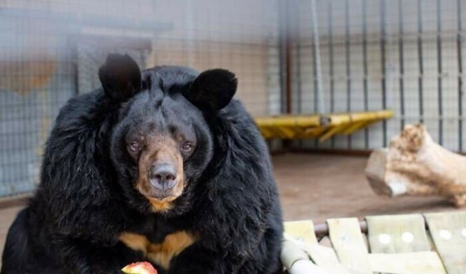 Толстого медведя из США посадили на диету (4 фото + 1 видео)