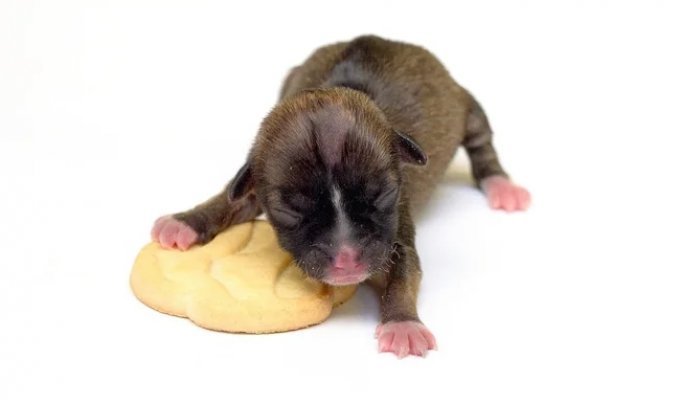 Beyoncé: The Teeny-Tiny Puppy (4 Photos)