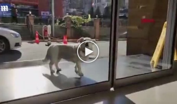 Собака 6 дней ждала хозяина у больницы