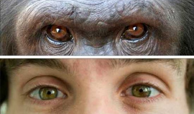 Человек vs. Шимпанзе (10 фото)