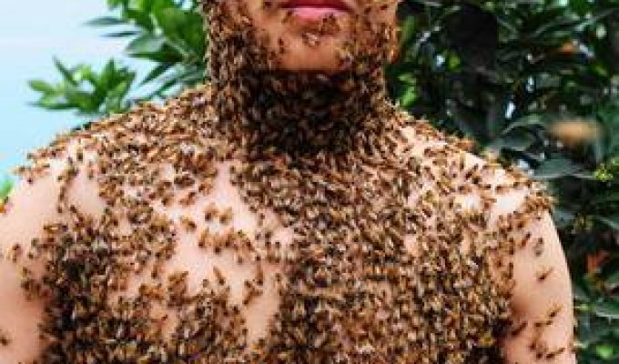 Одежда из пчел (3 фотографии)