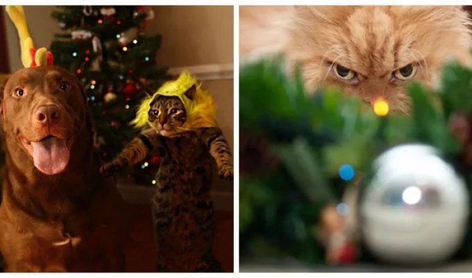 25 Pets Who Are Not Particularly Happy About the Upcoming Holidays (26 photos)