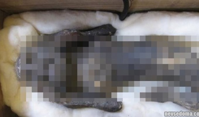 Тайна жуткой мумифицированной «русалочки» из Японии наконец раскрыта (5 фото + 1 видео)