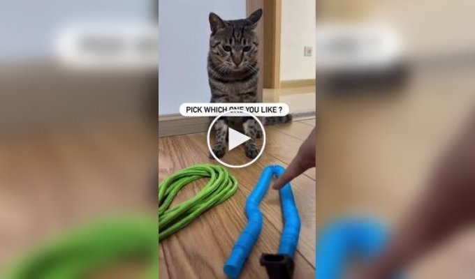 Кот сам выбрал игрушку для игры