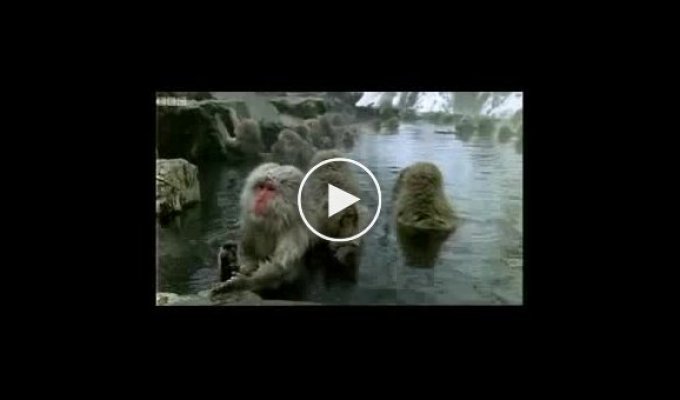 СПА для обезьян