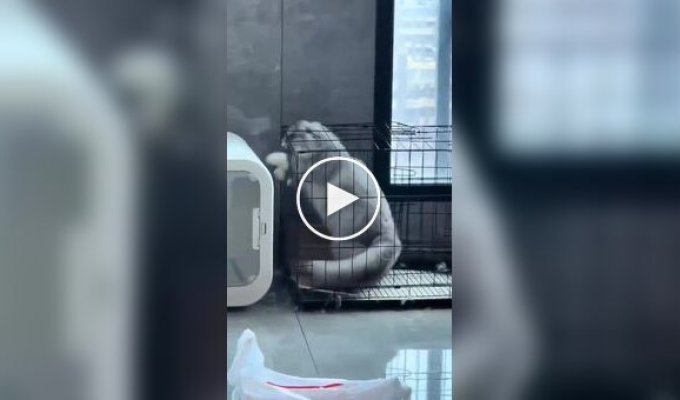 Зухвала втеча з клітини